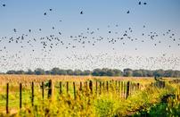 Luxury Dove Hunt in Posta Del Norte